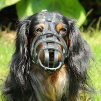15124 LEATHER MUZZLE RIVETED NR 4, Spaniel L